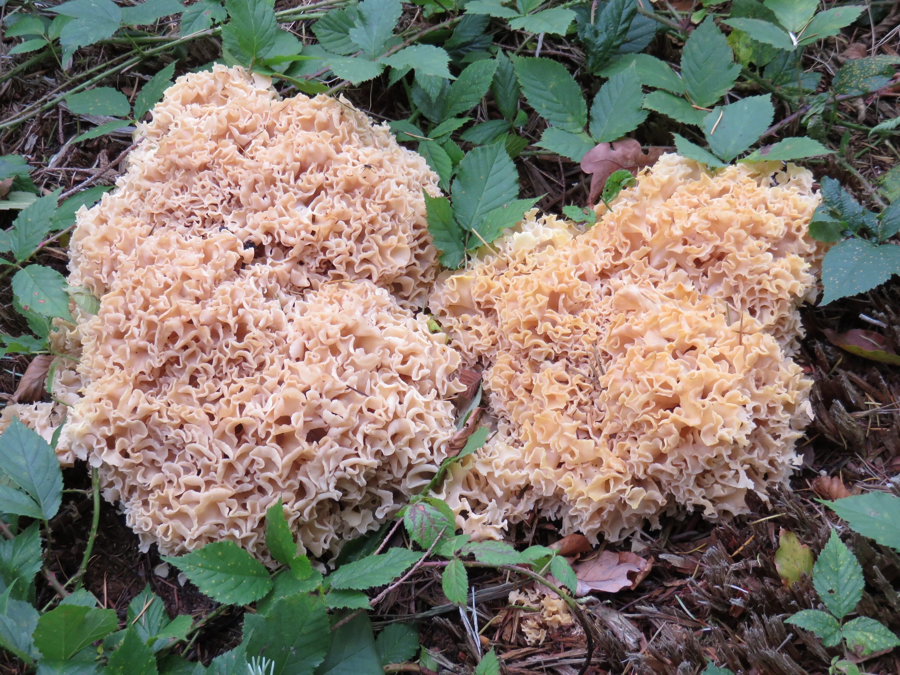 Бабуры грибы. Гриб бабур как выглядит. Бабуры грибы. Груздь и сморчок. Гриб строчок обыкновенный.