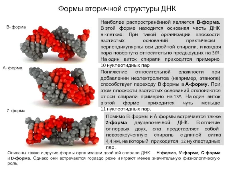 Конформация днк. A b z формы днк. z форма днк характеристика. альтернативные формы двойной спирали днк. параметры в-, а- и z-форм днк..