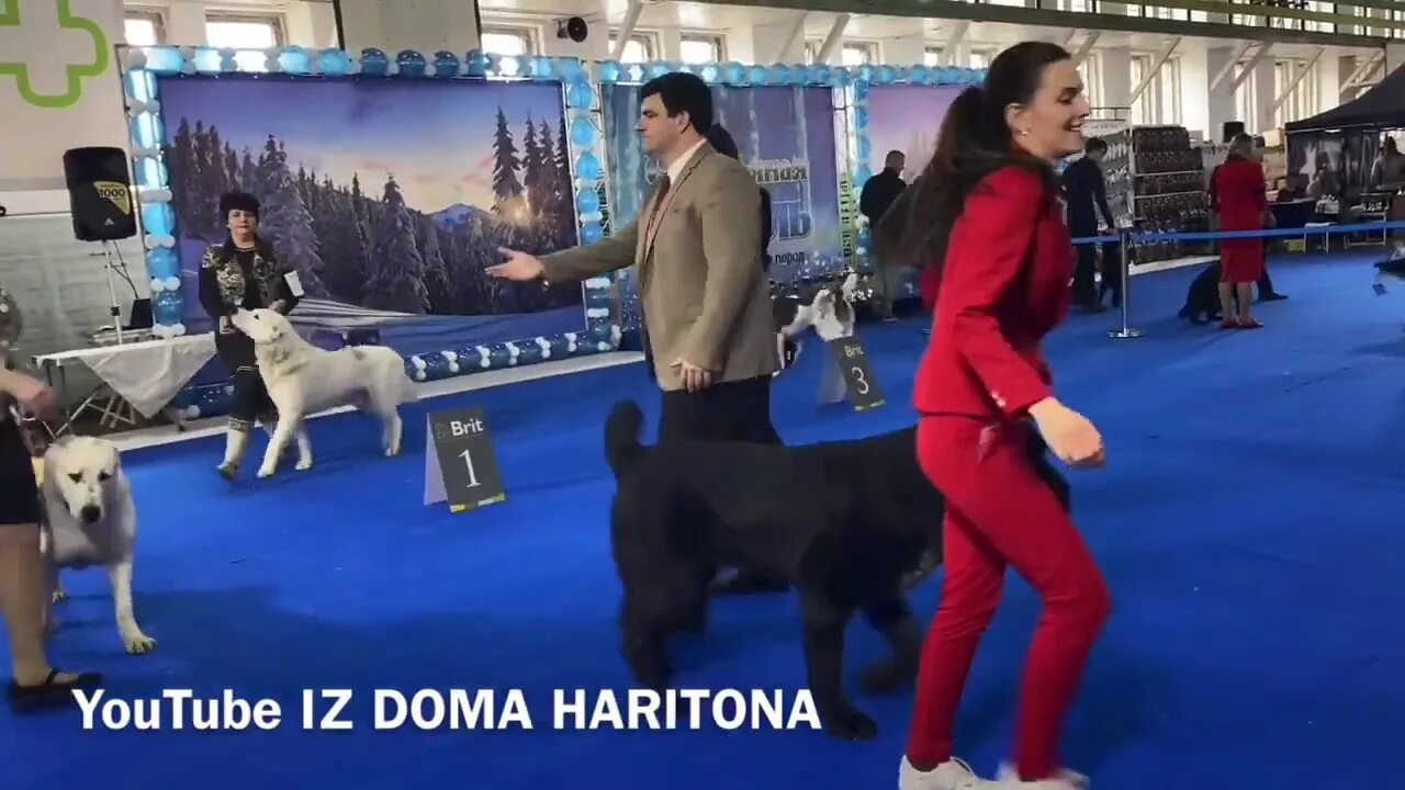 Выставка собак в нальчике. Выставка собак ринг. как одеться на выставку собак для ринга.