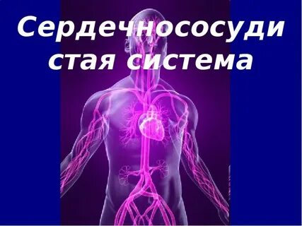 Сосудистые системы 8 класс