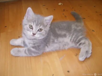 Котята серпухов