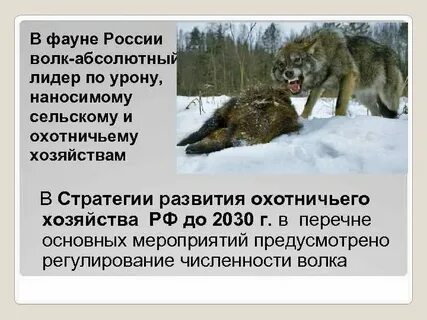 Сколько платят за волка