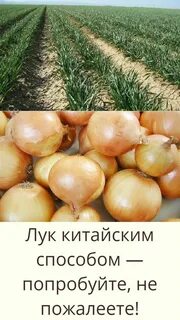 Лук репчатый выращивание