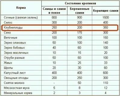 Кроликам можно давать помидоры