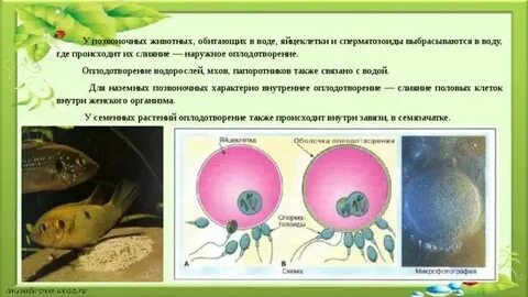 Для оплодотворения необходима вода
