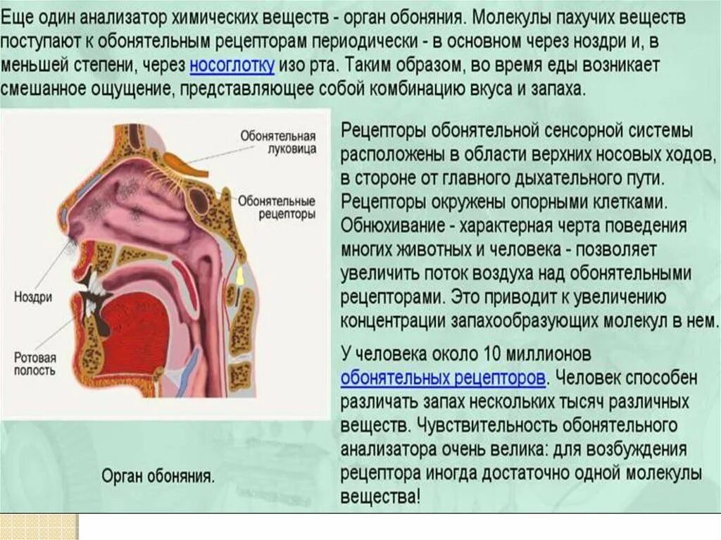 Строение органа обоняния. Орган обоняния обонятельный анализатор. Роль органов обоняния. Орган обоняния строение и функции. Обонятельную функцию выполняет