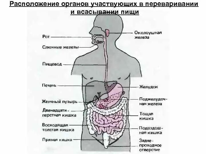 Слюна в пищеводе. Расположение органов. Расположение органов ЖКТ. Название пищевого комка. Какие органы участвуют в переваривании пищи.