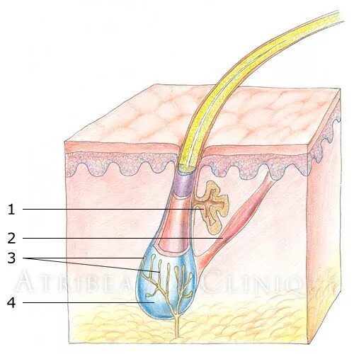 Строение волосяного фолликула. Строение сально волосяного фолликула. Строение волосяной луковицы сальная железа. Волосяной фолликул и сальная железа.