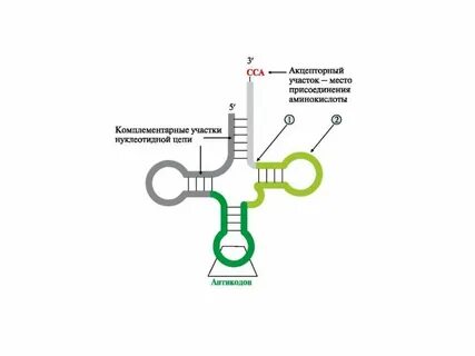 Антикодон трнк ауц