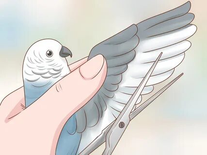 Catch bird