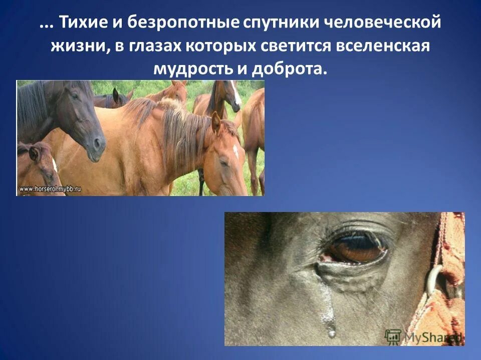 Безропотно это. Значение слова безропотно. Жизнь безропотного. Значение слова бескорыстный. Жизнь безропотного.