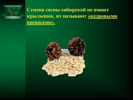 Семена сосны кедровой сибирской