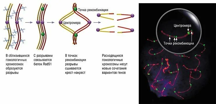 Соматическая клетка мыши имеет 40 хромосом