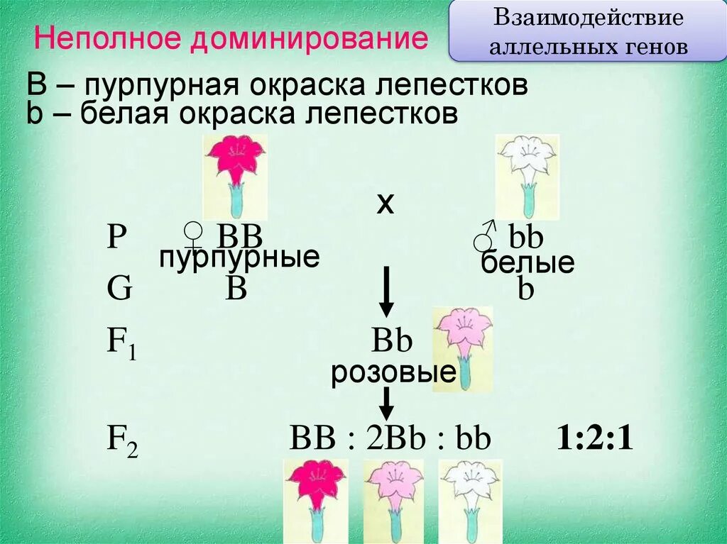 Кодоминирование аллельных генов. Взаимодействие аллельных генов неполное доминирование. Неполное доминирование примеры. Взаимодействие аллельных генов кодоминирование.