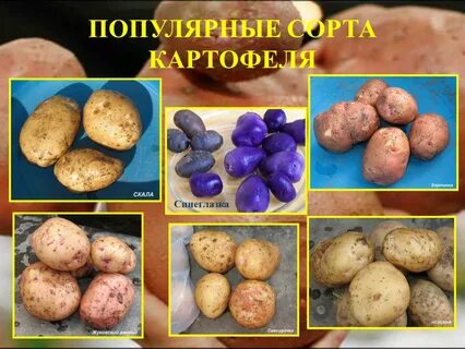 Картофель синеглазка описание сорта фото отзывы сроки