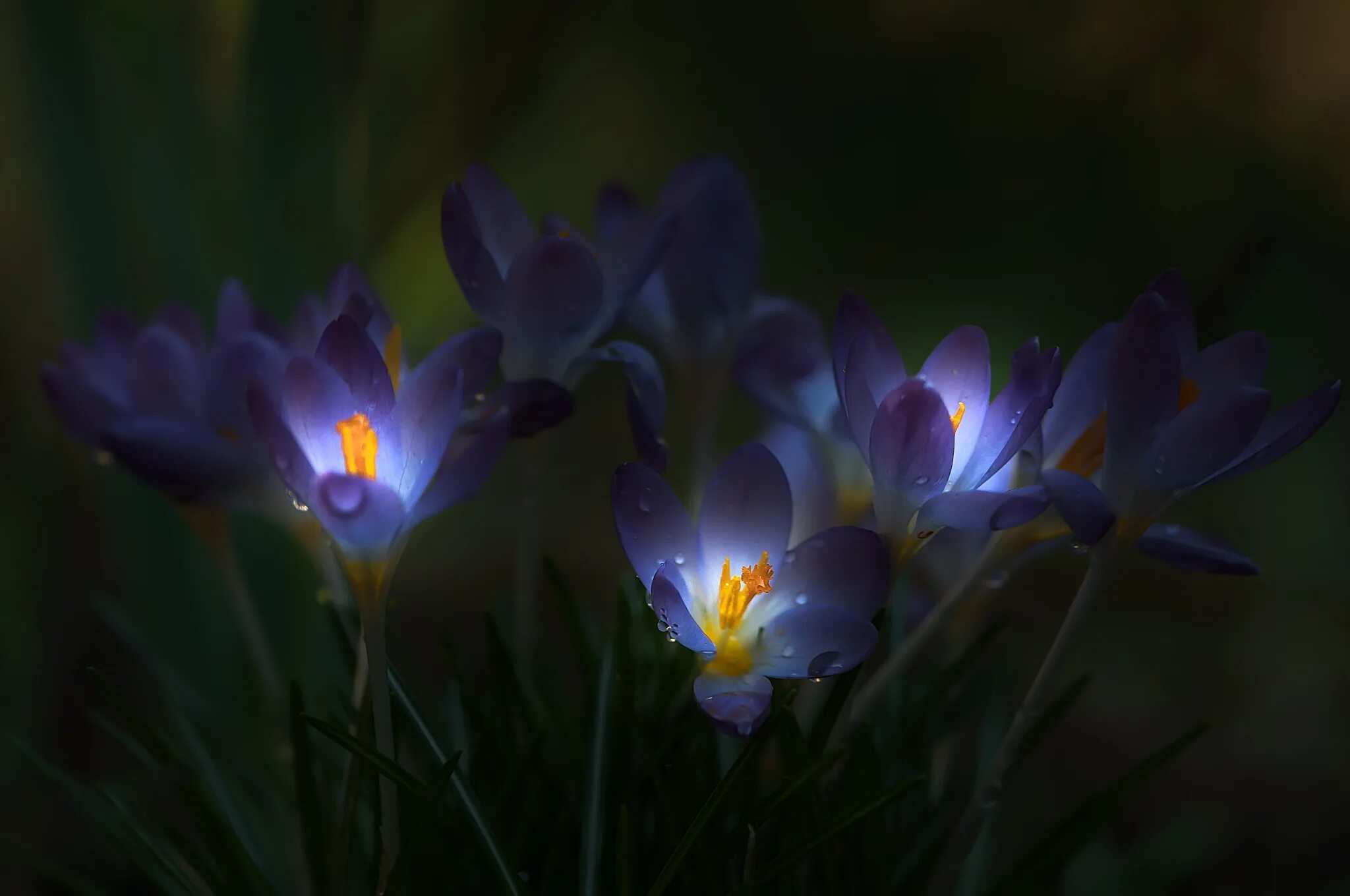 Соболезнования крокус. Крокус Шафран синий. Пролески, подснежники, крокусы. Крокус ночной цветок. Шафран сон трава.
