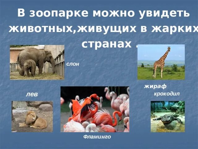 Что такое зоопарк 1 класс. Что такое зоопарк 1 класс