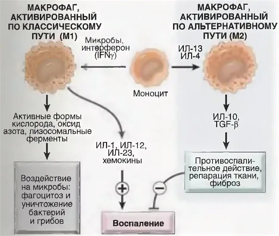 Специализированные макрофаги. Активация макрофагов. Активный Макрофаг. Макрофаги примеры. Активированные макрофаги