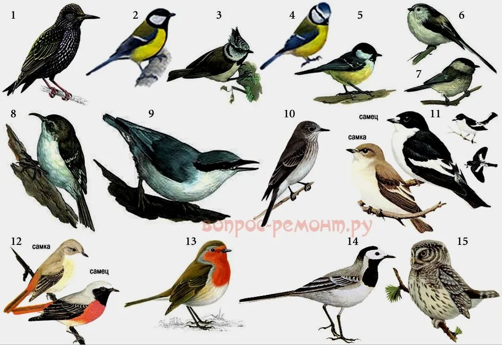 Название птиц много. Разновидности птиц. Разные виды птиц. Птицы которые живут в скворечниках. Птицы которые обитают в скворечниках.