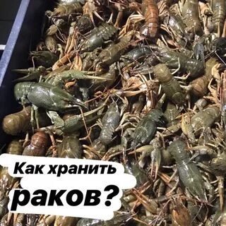 Сколько раки хранятся в холодильнике