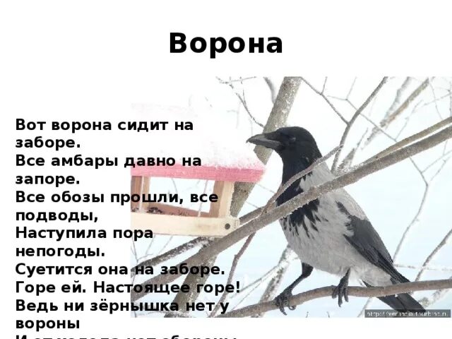 Стихотворение ворона. Стихотворение про ворону. Вот ворона сидит на заборе. Ворона сидит на заборе стих. Песни со словами вороны