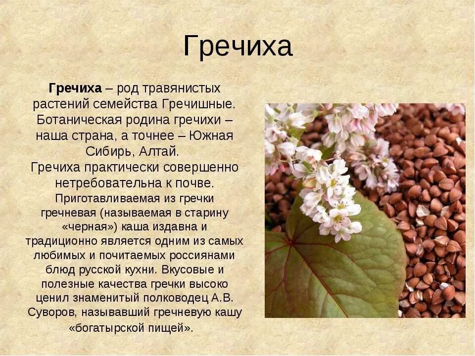 Греча значение слова