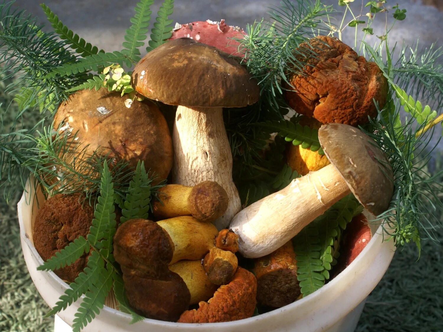 Хороша грибами время года. Лесные грибы. Грибы фото. Осенний лес грибы ягоды. Красивые съедобные грибы.