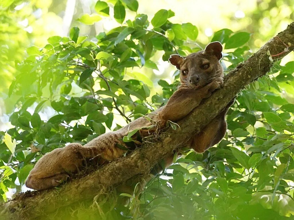 Зверек живущий на деревьях. Фосса (Cryptoprocta Ferox). Фосса(мадагаскарский Лев). Фосса Мадагаскар. Фосса эндемики Мадагаскара.