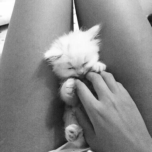 Девушка с котом на руках и голой киской между ног фото