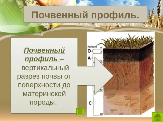 К материнской породе примыкает горизонт. Почвенный профиль гумусовый Горизонт. Почвенный разрез Лесная подстилка. Вертикальный разрез почвы. Почва в разрезе.