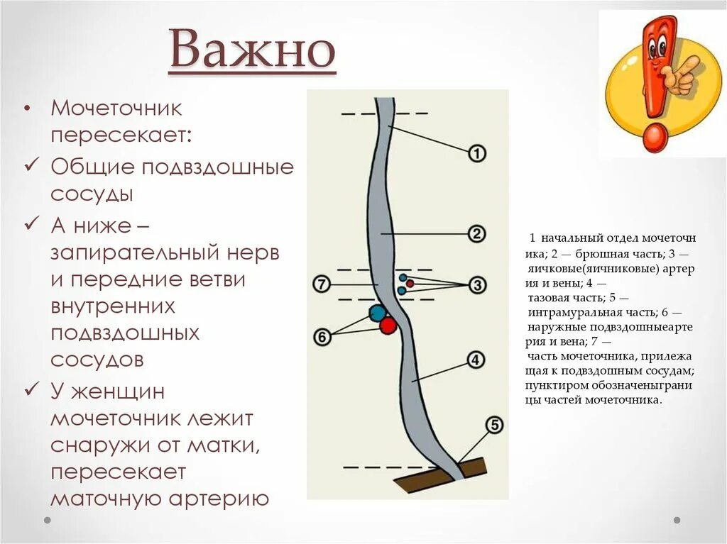 Изгибы мочеточника. Схема строения мочеточника. Сегменты мочеточника анатомия. Топография и строение мочеточников. Мочеточник и матлчная арьерия.