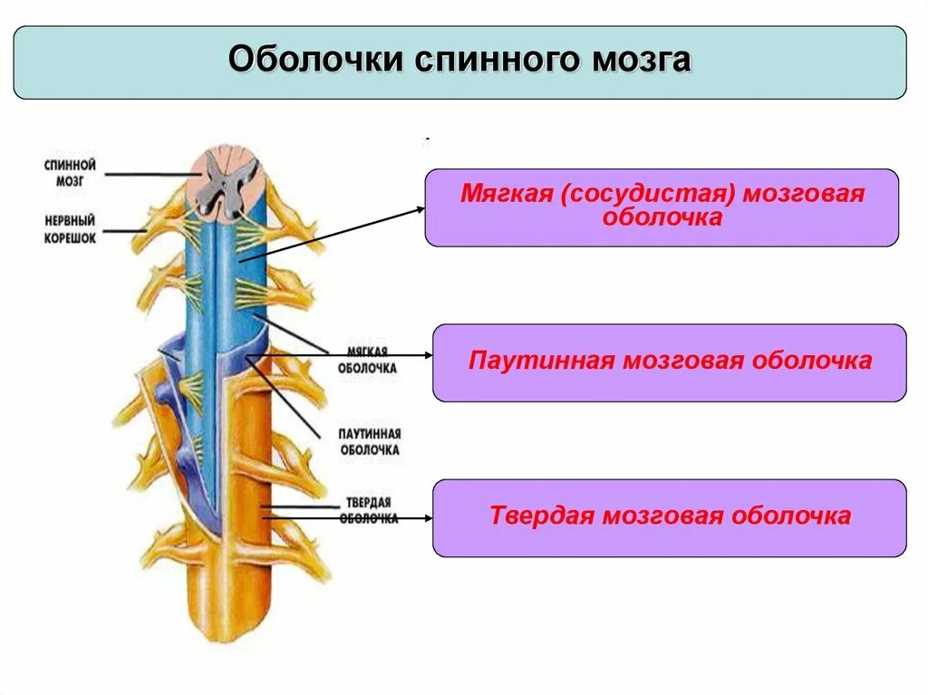 Паутинная оболочка спинного мозга. Твердая паутинная и мягкая оболочка спинного мозга. Паутинная мозговая оболочка спинного мозга. Мягкая сосудистая твёрдая паутиннаяоболочка спинного мозга.