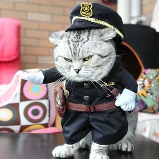 Кот в одежде