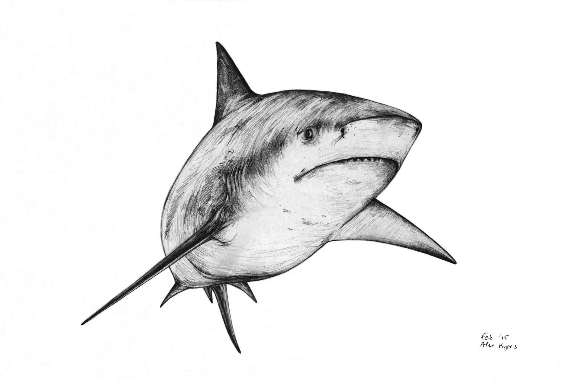 Рисунок акулы для срисовки. Акула эскиз. Акула набросок. Набросок акулы карандашом. Акула Графика.