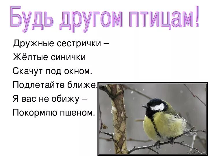 Слова про птиц. Птицы наши друзья. Птицы наши друзья презентация. Проект птицы наши друзья. Проект про птиц.