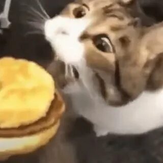 Kitty you can has cheezburger