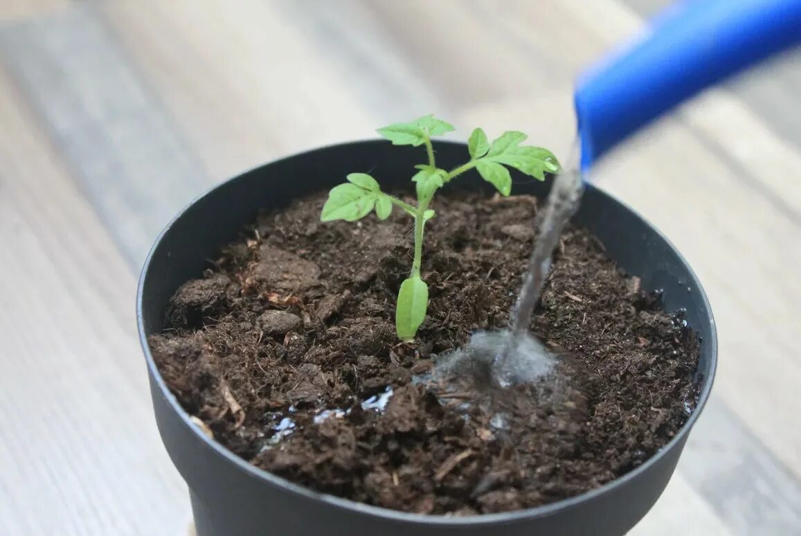 Рассада помидор полив как часто. Рассада помидор в теплице. Рассада помидор полив как часто. Полив рассады цветов. Полив томатов.