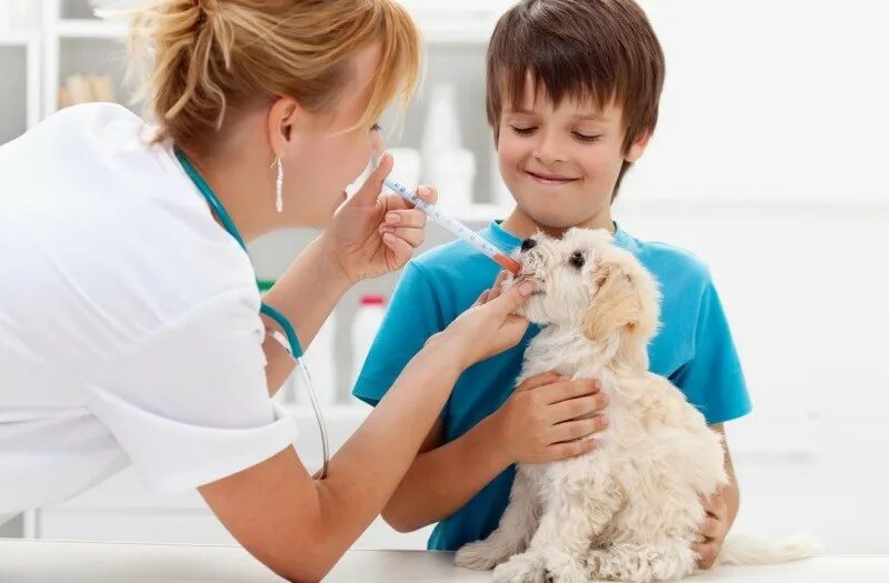 ветеринарная клиника. будущий ветеринар. собака в ветеринарной клинике. врач животных. ветеринар.