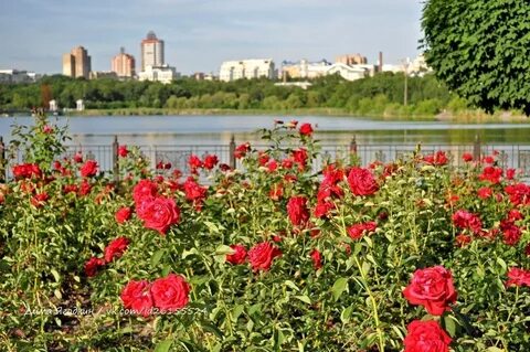 Розы донецка
