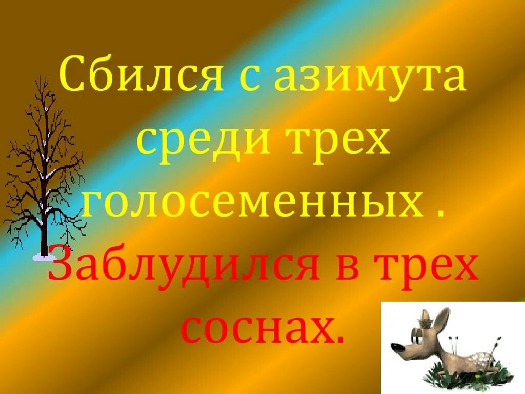 Что значит заблудиться в 3 соснах. Что значит заблудиться в 3 соснах
