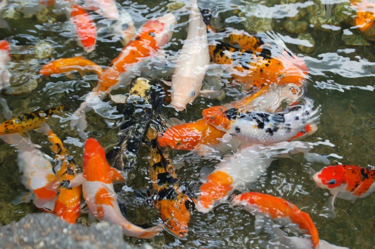 Какие рыбы плавают. Японская Золотая рыбка кои. Карпы кои. Пруд кои Япония. Кои Фиш малек.