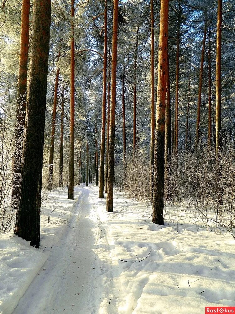 сосновый бор челябинск. сосновый бор ленинградская область зима. сосна зимой. сосновый бор ачинск зимой. сосновый бор барнаул лес.