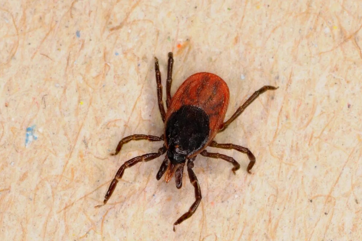 Кто ест клещей в природе. Ixodes Ricinus. Ixodes dammini. Ixodes persulcatus.