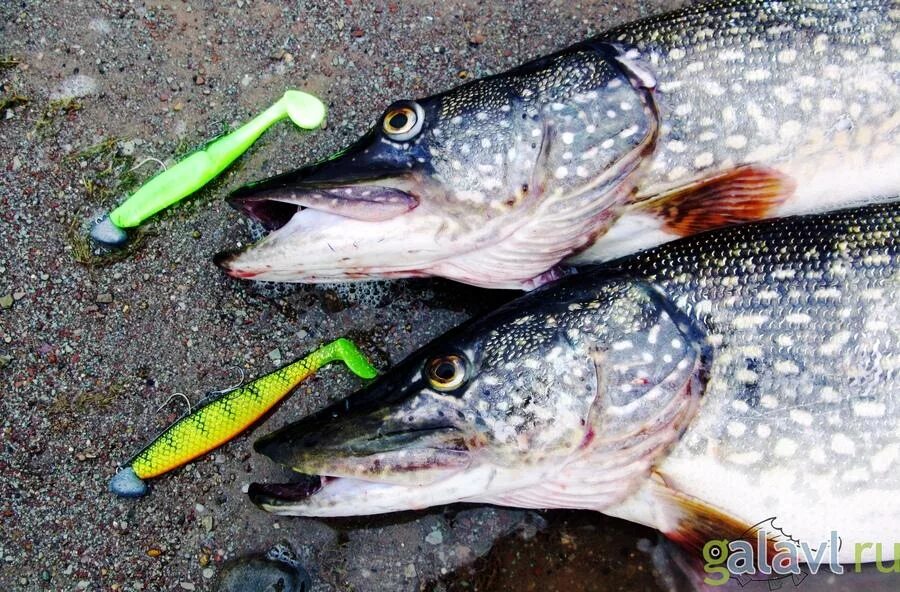 Рыбинское водохранилище открытие рыбалки 2024. Рыбинское водохранилище гаютино. Противье рыбинское водохранилище. Рыбинское водохранилище открытие рыбалки 2024. Рыбинское водохранилище зима.