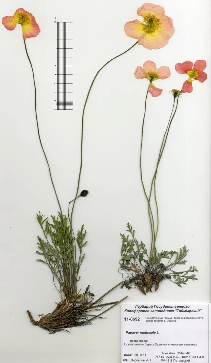 Мак голостебельный гербарий. Мак самосейка ботаническая иллюстрация. Мак самосейка формула цветка. Перуанский корень мака. Мака перуанская, клоповник.