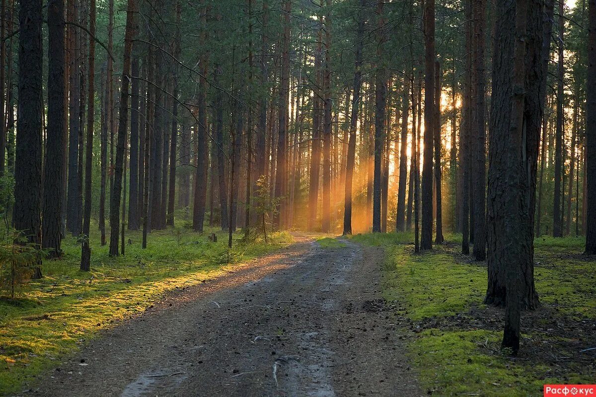 Трогательный лес. Лесная дорога. Природа лес. Красивая природа лес. Дорога в Сосновом лесу.
