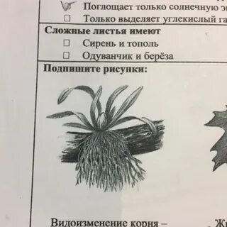 Впр корень