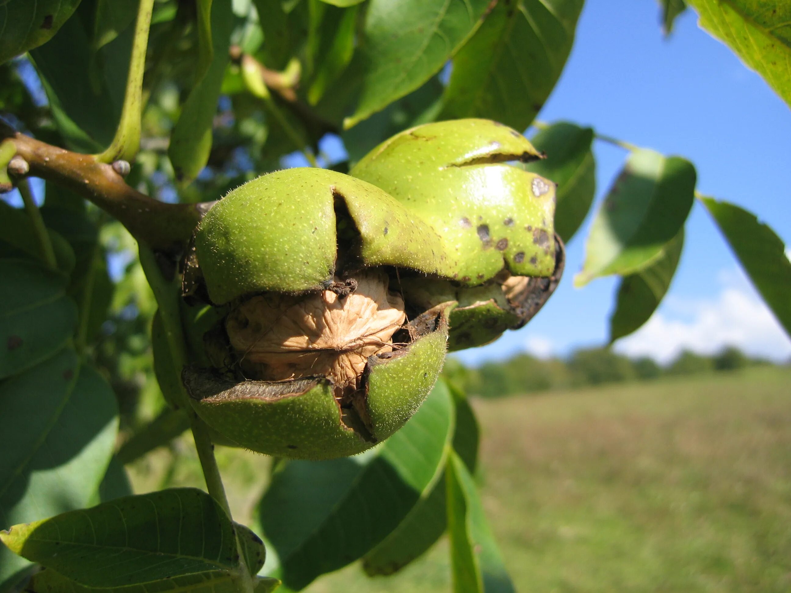 Подкормка грецкого ореха. Орех грецкий (Juglans Regia). Juglans Regia дерево. Juglans cinerea (волошский орех). Грецкий орех идеал.