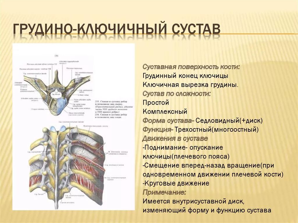 грудино-ключичный сустав по форме относится. связки грудино-ключичного сустава. связочный аппарат грудино ключичного сустава. грудино ключичный сустав и акромиально ключичный сустав. плечевой грудино ключичный сустав.