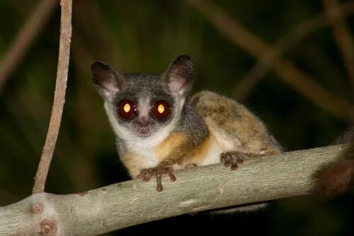 Cute Bush Baby Sitting on a Tree Branch